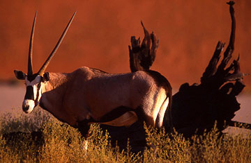 Oryx Sossuvlei
